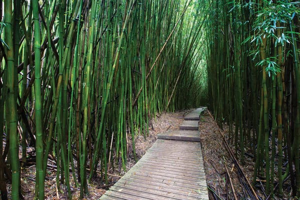 Hawaii: Boardwalk Through Bamboo V, Pipiwai Trail, Hakeakala National Park, Kipahulu, Hana Road, Maui, Hawaii, USA by Panoramic Images