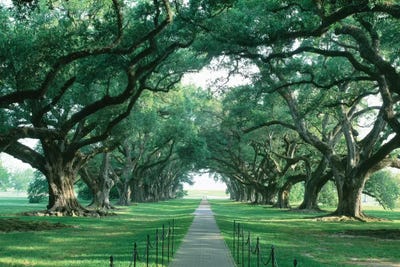 Brick Path Through Alley Of Oak Trees, Louisiana, New Orleans, USA by Panoramic Images art print