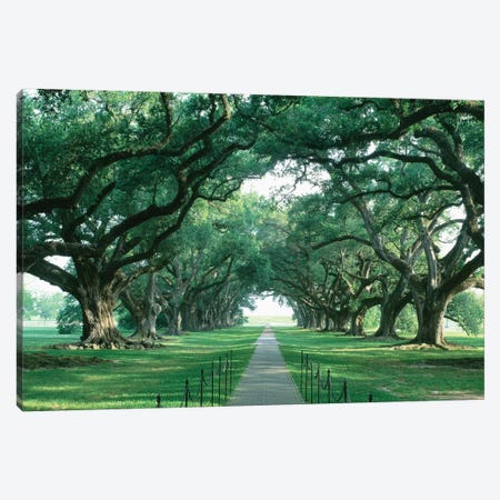 Brick Path Through Alley Of Oak Trees, Louisiana, New Orleans, USA Canvas Print #PIM14307} by Panoramic Images Canvas Art Print