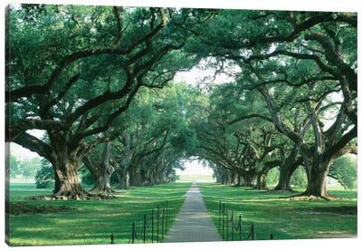 Brick Path Through Alley Of Oak Trees, Louisiana, New Orleans, USA Canvas Art Print - Oak Trees