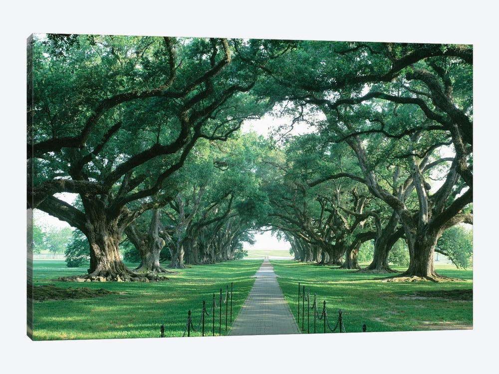 Brick Path Through Alley Of Oak Trees, Louisiana, New Orleans, USA by Panoramic Images 1-piece Canvas Art Print