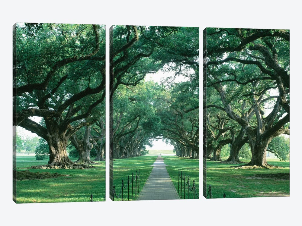 Brick Path Through Alley Of Oak Trees, Louisiana, New Orleans, USA by Panoramic Images 3-piece Art Print