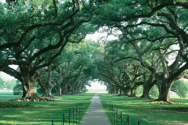 Panoramic Images: Brick Path Through Alley Of Oak Trees, Louisiana, New Orleans, USA by Panoramic Images