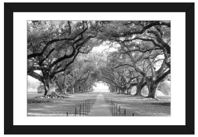 Brick Path Through Alley Of Oak Trees, Louisiana, New Orleans, USA (Black And White) I Paper Art Print - Photography Art