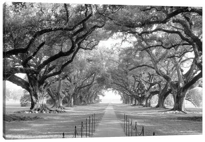 Brick Path Through Alley Of Oak Trees, Louisiana, New Orleans, USA (Black And White) I Canvas Art Print - Photography Art