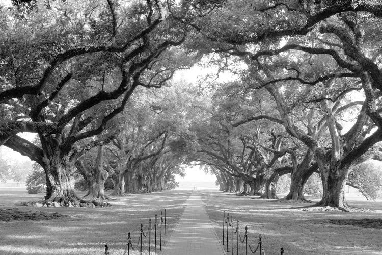 Brick Path Through Alley Of Oak Trees, Louisiana, New Orleans, USA (Black And White) I by Panoramic Images wall art