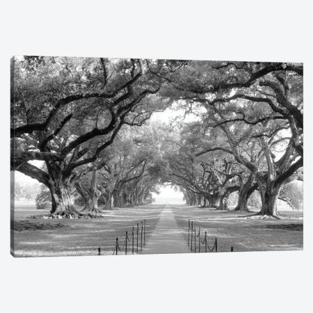 Brick Path Through Alley Of Oak Trees, Louisiana, New Orleans, USA (Black And White) I Canvas Print #PIM14308} by Panoramic Images Canvas Art