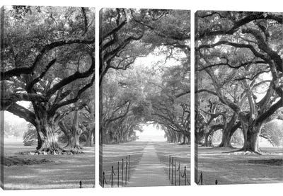 Brick Path Through Alley Of Oak Trees, Louisiana, New Orleans, USA (Black And White) I Canvas Art Print - 3-Piece Photography