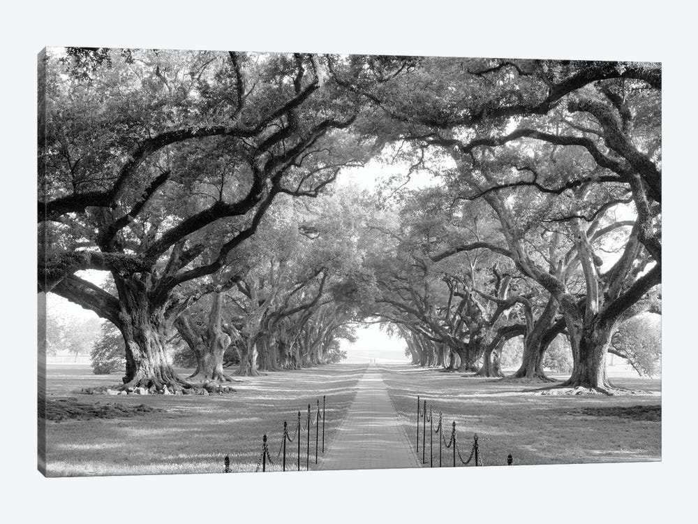 Brick Path Through Alley Of Oak Trees, Louisiana, New Orleans, USA (Black And White) I by Panoramic Images 1-piece Canvas Wall Art