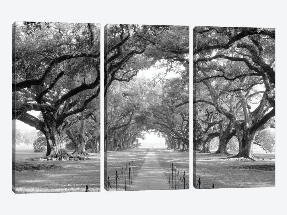 Brick Path Through Alley Of Oak Trees, Louisiana, New Orleans, USA (Black And White) I 3-piece Canvas Wall Art