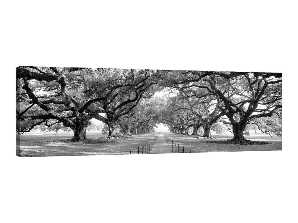 Louisiana Black and White Photography Wall Art: Prints, Paintings & Posters