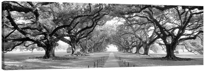 Brick Path Through Alley Of Oak Trees, Louisiana, New Orleans, USA (Black And White) II Canvas Art Print - Large Photography
