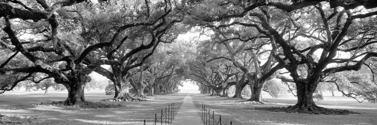 Brick Path Through Alley Of Oak Trees, Louisiana, New Orleans, USA (Black And White) II by Panoramic Images wall art