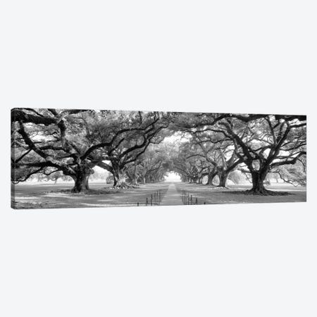 Brick Path Through Alley Of Oak Trees, Louisiana, New Orleans, USA (Black And White) II Canvas Print #PIM14309} by Panoramic Images Canvas Wall Art