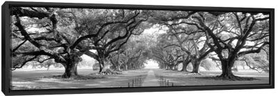 Brick Path Through Alley Of Oak Trees, Louisiana, New Orleans, USA (Black And White) II Canvas Art Print - Best Sellers