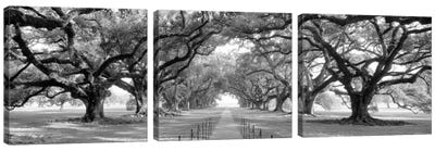 Brick Path Through Alley Of Oak Trees, Louisiana, New Orleans, USA (Black And White) II Canvas Art Print - 3-Piece Panoramic Art