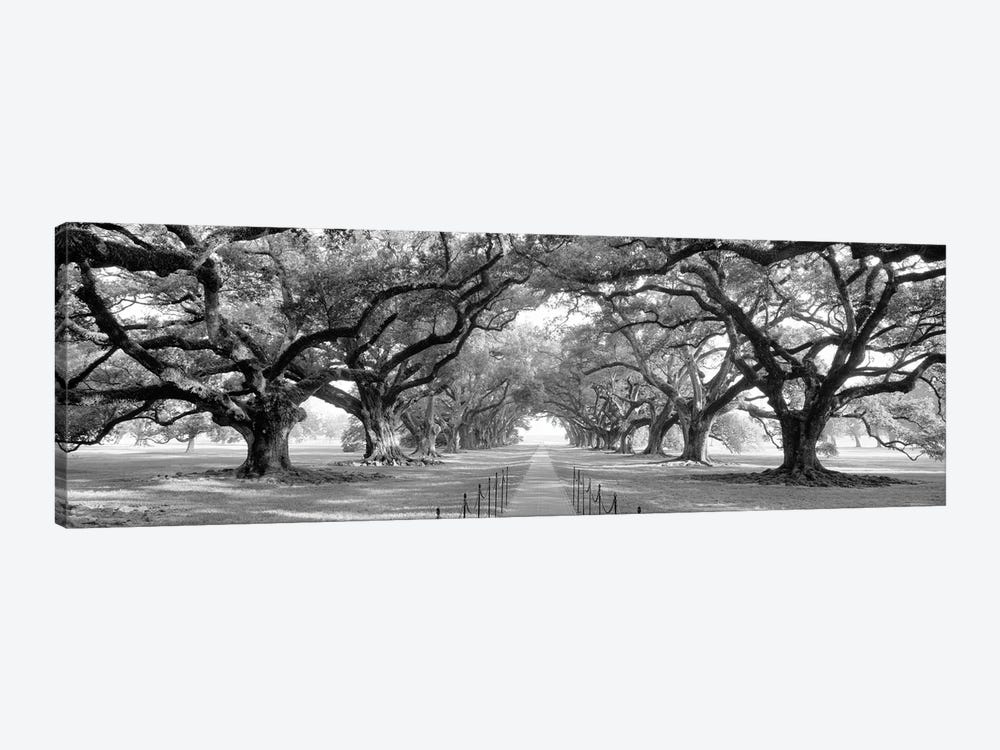 Brick Path Through Alley Of Oak Trees, Louisiana, New Orleans, USA (Black And White) II by Panoramic Images 1-piece Canvas Print