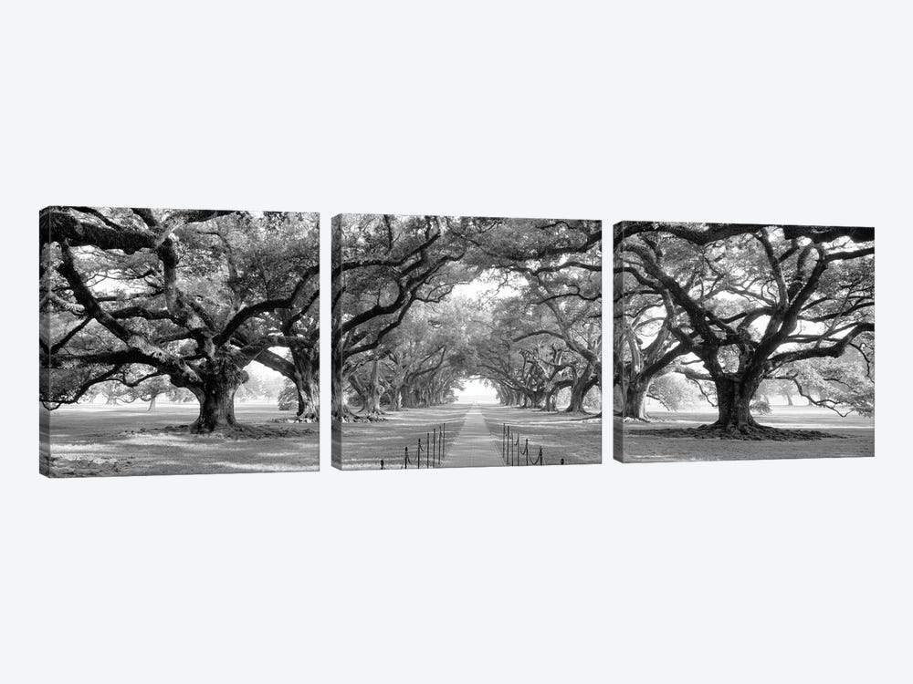 Brick Path Through Alley Of Oak Trees, Louisiana, New Orleans, USA (Black And White) II by Panoramic Images 3-piece Art Print