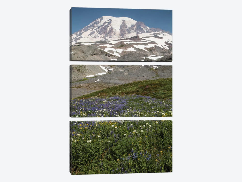 Broadleaf Lupine Flowers In A Field, Mount Rainier National Park, Washington State, USA by Panoramic Images 3-piece Canvas Art
