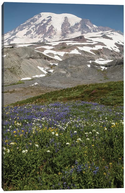 Broadleaf Lupine Flowers In A Field, Mount Rainier National Park, Washington State, USA Canvas Art Print - Mount Rainier Art