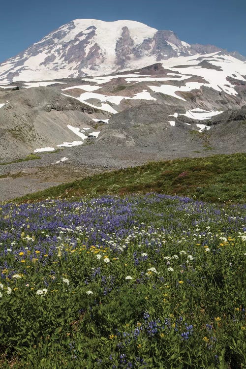 Broadleaf Lupine Flowers In A Field, Mount Rainier National Park, Washington State, USA