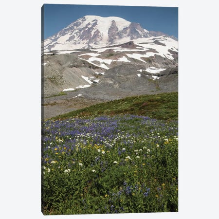 Broadleaf Lupine Flowers In A Field, Mount Rainier National Park, Washington State, USA Canvas Print #PIM14313} by Panoramic Images Canvas Print