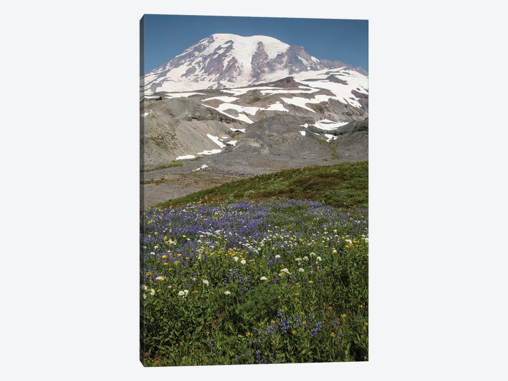 Broadleaf Lupine Flowers In A Field, Mount Rainier National Park, Washington State, USA by Panoramic Images 1-piece Canvas Wall Art