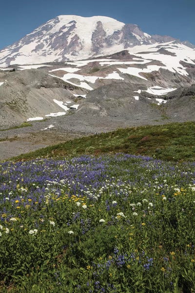 Lupines: Broadleaf Lupine Flowers In A Field, Mount Rainier National Park, Washington State, USA by Panoramic Images