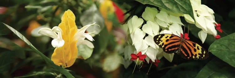 Butterflies Pollinating Flowers