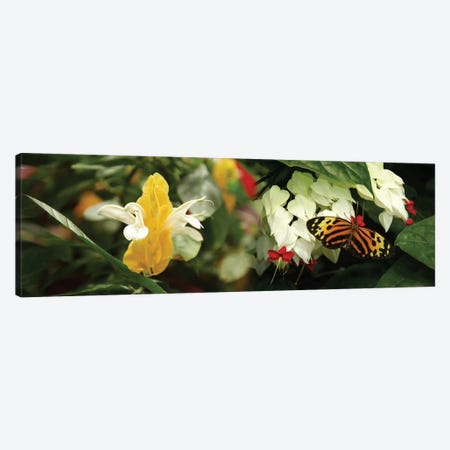 Butterflies Pollinating Flowers Canvas Print #PIM14325} by Panoramic Images Art Print