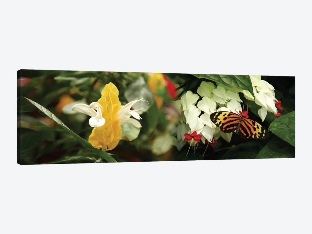 Butterflies Pollinating Flowers by Panoramic Images 1-piece Canvas Print