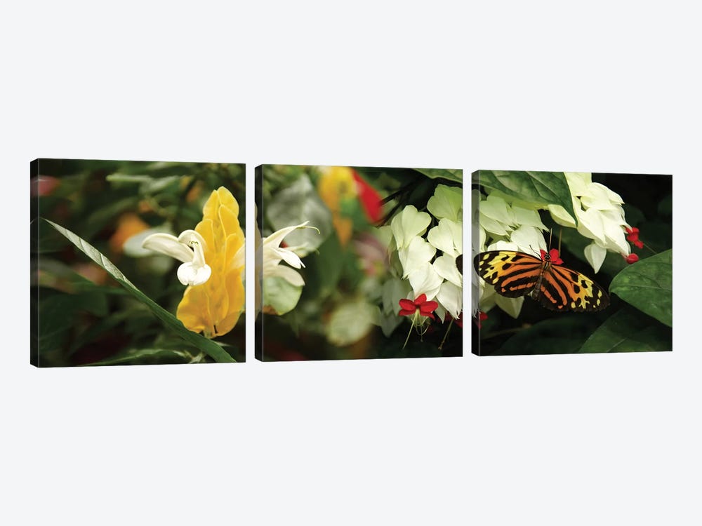Butterflies Pollinating Flowers by Panoramic Images 3-piece Art Print