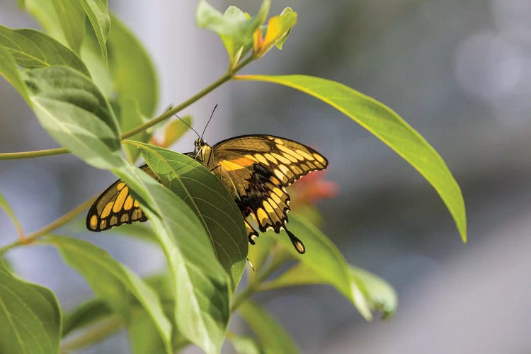 Butterfly Perched On Leaf, Florida, USA I