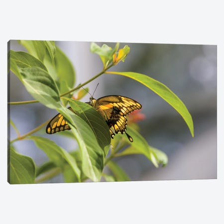 Butterfly Perched On Leaf, Florida, USA I Canvas Print #PIM14326} by Panoramic Images Canvas Art Print