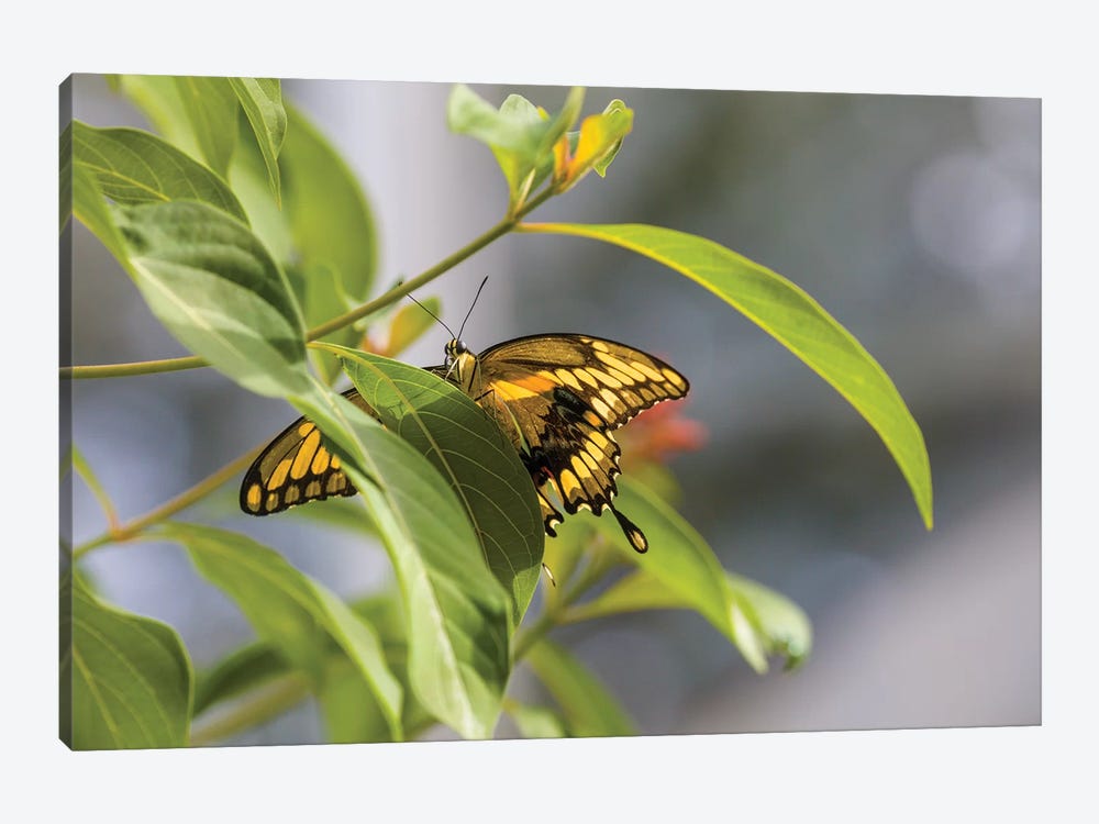 Butterfly Perched On Leaf, Florida, USA I by Panoramic Images 1-piece Canvas Artwork