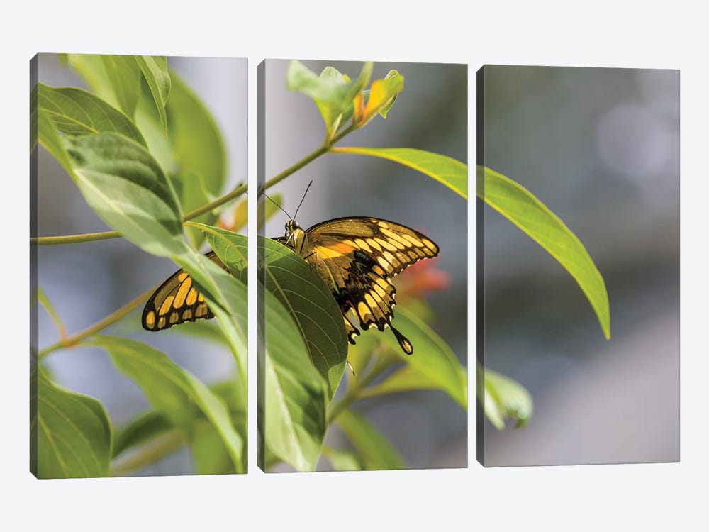 Butterfly Perched On Leaf, Florida, USA I by Panoramic Images 3-piece Canvas Art