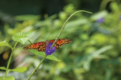 Butterfly Perched On Leaf, Florida, USA II by Panoramic Images canvas print