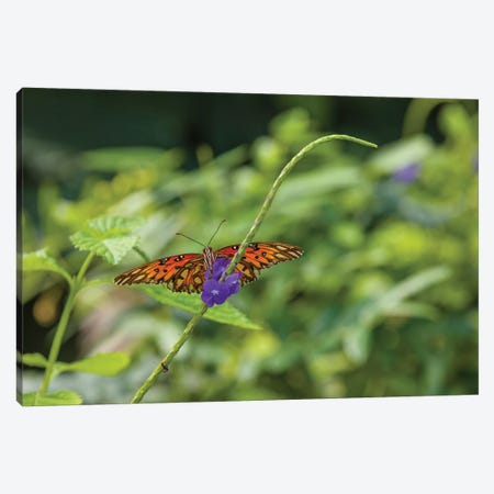Butterfly Perched On Leaf, Florida, USA II Canvas Print #PIM14327} by Panoramic Images Art Print