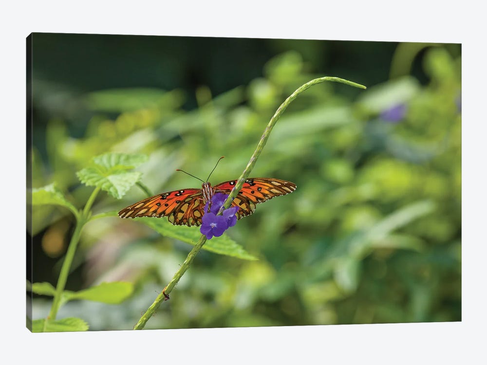 Butterfly Perched On Leaf, Florida, USA II by Panoramic Images 1-piece Canvas Art Print
