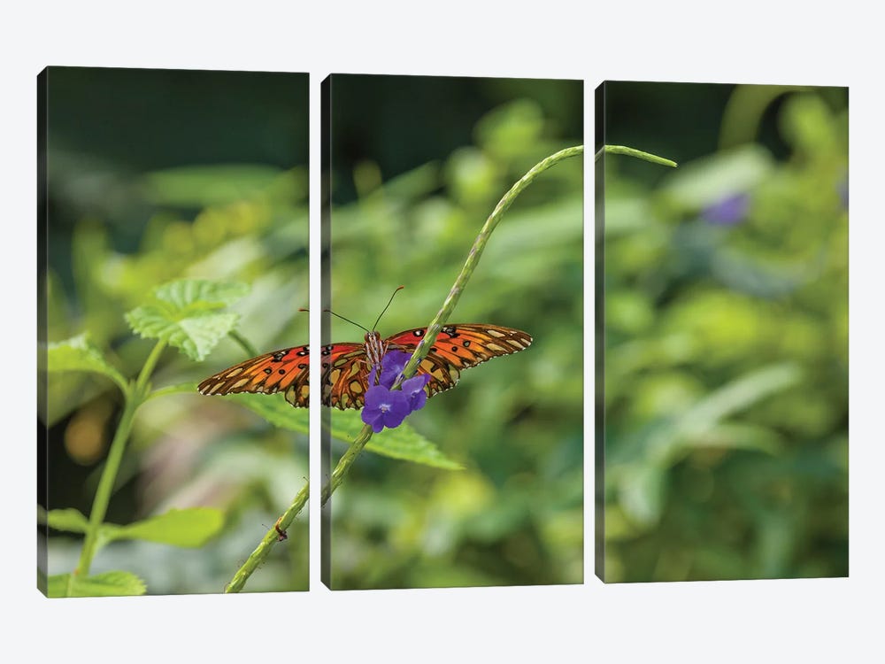 Butterfly Perched On Leaf, Florida, USA II by Panoramic Images 3-piece Canvas Print