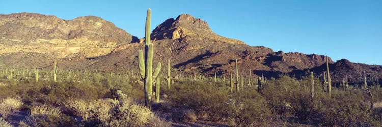 Cactus In A Desert, Organ Pipe Cactus National Park, Arizona, USA