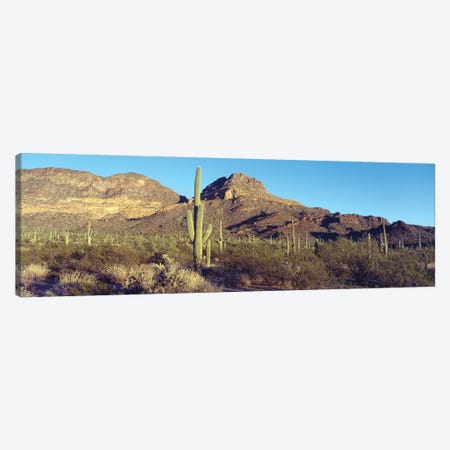 Cactus In A Desert, Organ Pipe Cactus National Park, Arizona, USA Canvas Print #PIM14328} by Panoramic Images Canvas Art