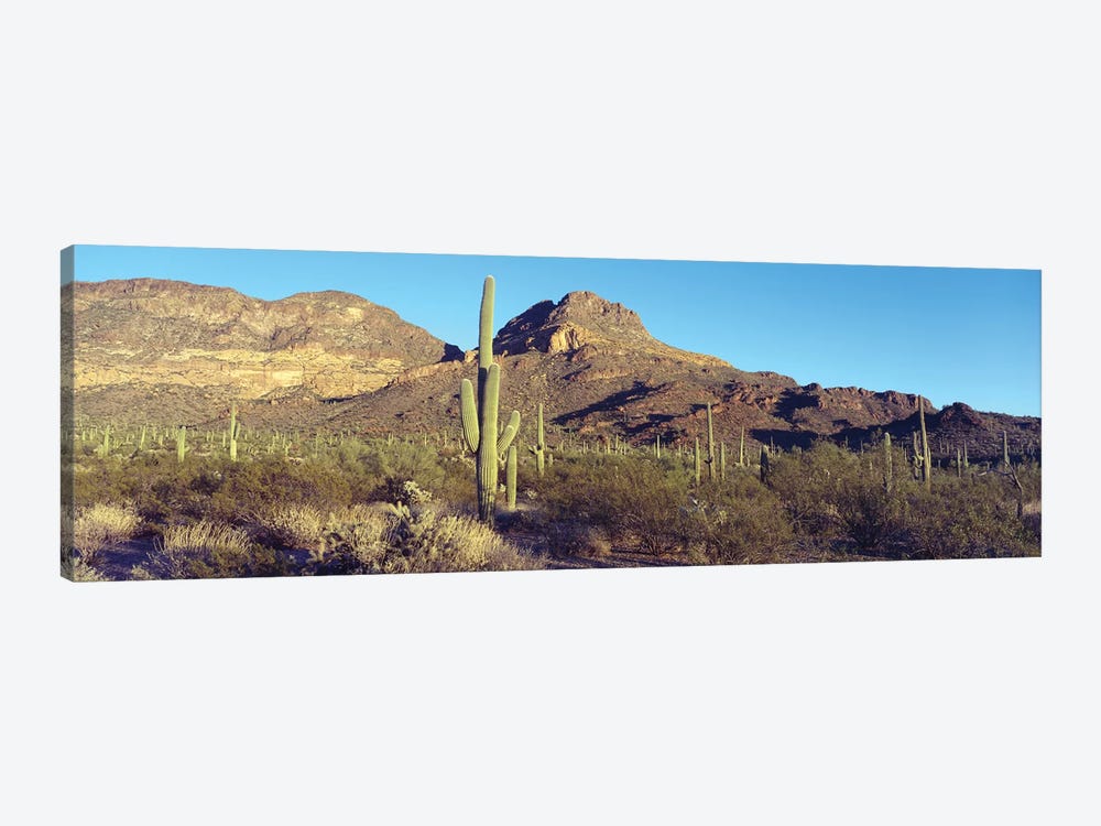 Cactus In A Desert, Organ Pipe Cactus National Park, Arizona, USA by Panoramic Images 1-piece Canvas Art