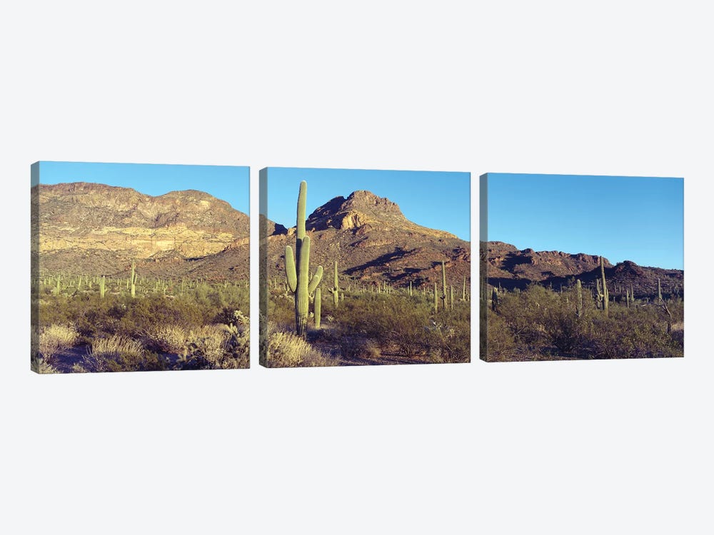 Cactus In A Desert, Organ Pipe Cactus National Park, Arizona, USA by Panoramic Images 3-piece Canvas Artwork