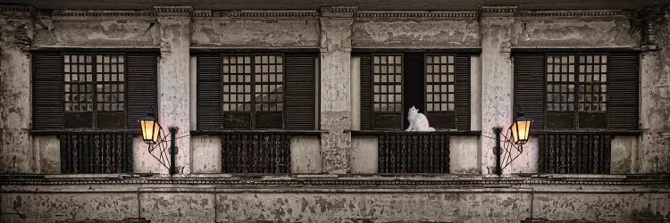 Cat Sitting On Window Sill Of Building, Vigan, Ilocos Sur, Philippines, Day