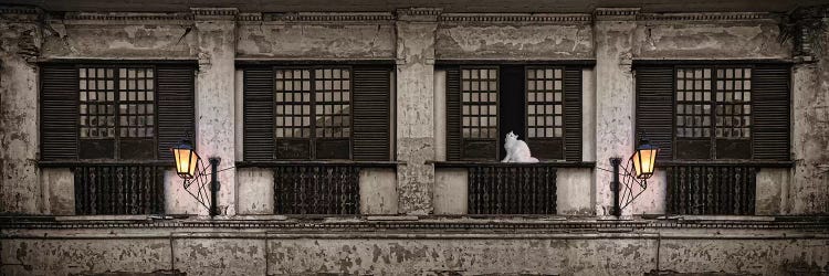 Cat Sitting On Window Sill Of Building, Vigan, Ilocos Sur, Philippines, Day by Panoramic Images wall art