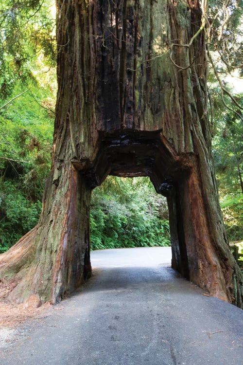 Chandelier Tree In Drive-Thru Tree Park, Redwood National And State Parks, California, USA