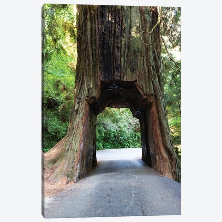 Chandelier Tree In Drive-Thru Tree Park, Redwood National And State Parks, California, USA Canvas Print #PIM14336} by Panoramic Images Canvas Art