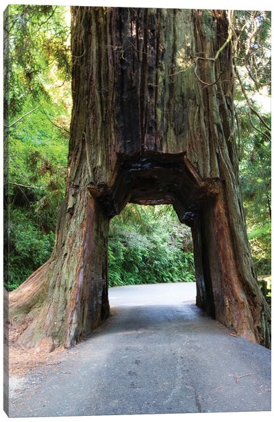 Chandelier Tree In Drive-Thru Tree Park, Redwood National And State Parks, California, USA Canvas Art Print - Redwood Trees