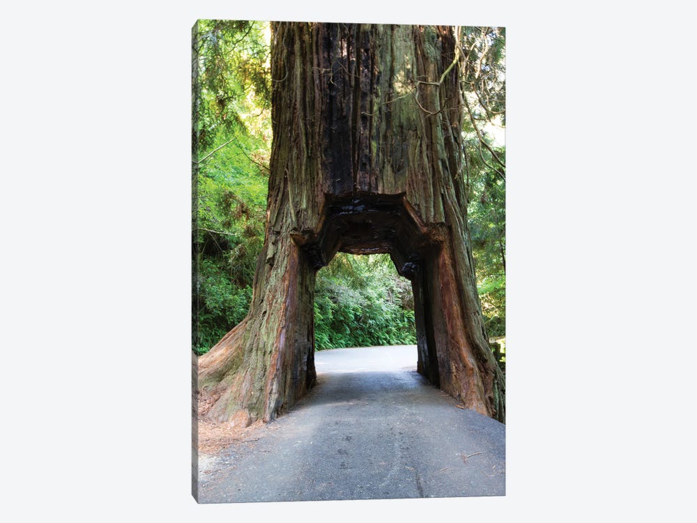 Chandelier Tree In Drive-Thru Tree Park, Redwood National And State Parks, California, USA by Panoramic Images 1-piece Canvas Print